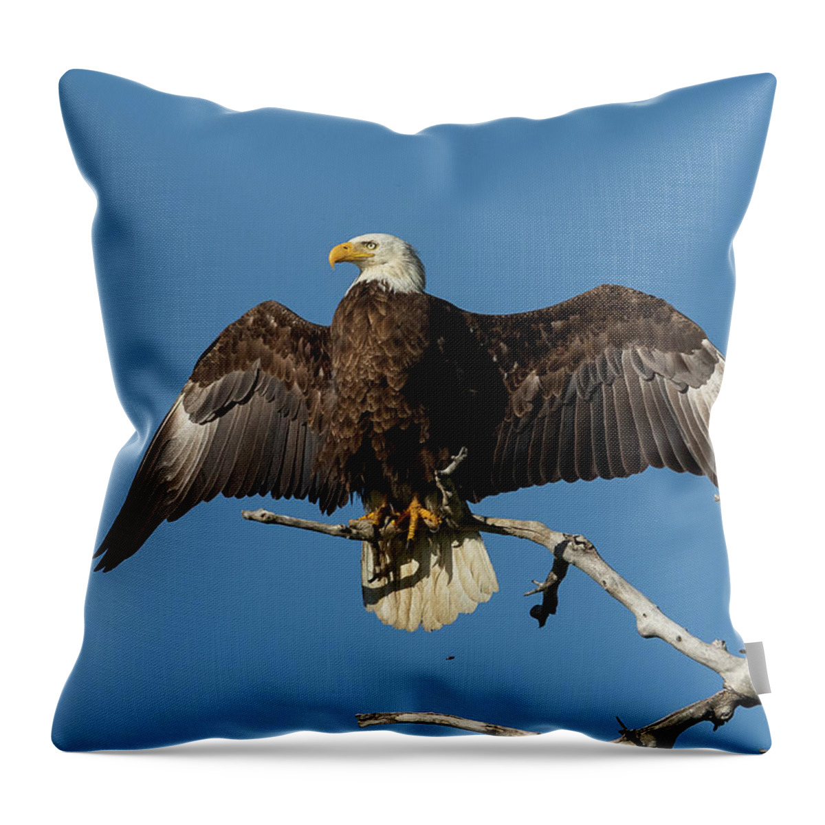 Bald Eagle Throw Pillow featuring the photograph Bald Eagle Shows Off by Tony Hake