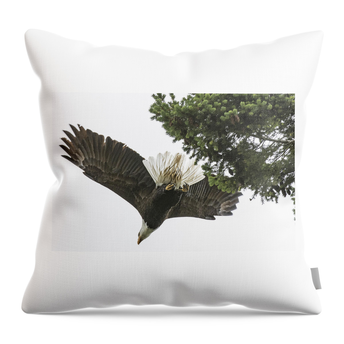 Bald Eagle Throw Pillow featuring the photograph Bald Eagle Takes Flight by Matt McDonald