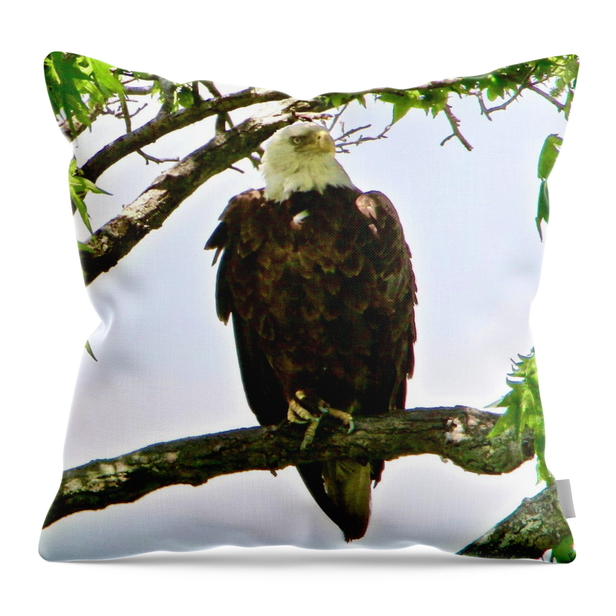 Bald Eagle Throw Pillow featuring the photograph Bald Eagle with an itch by Shawn M Greener