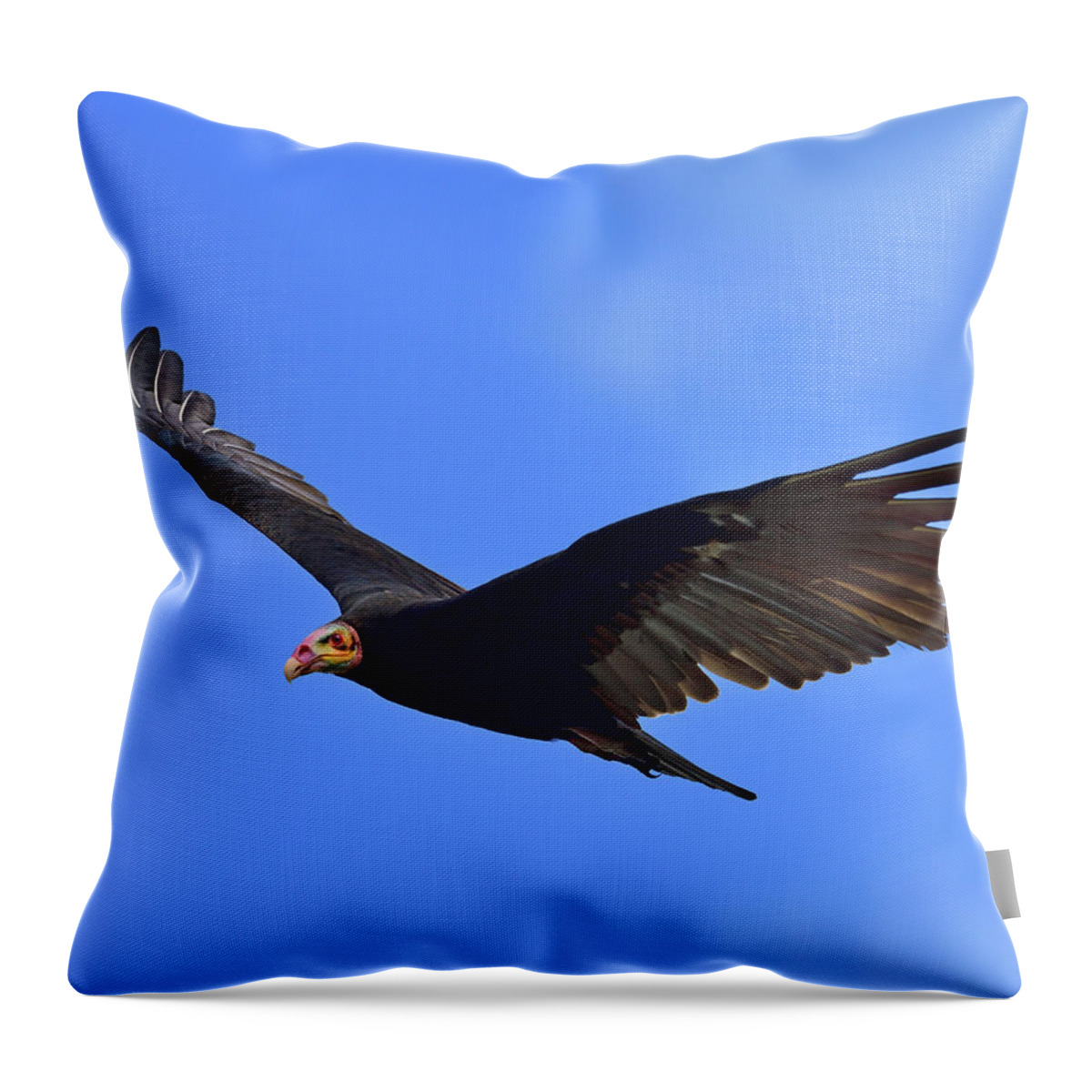 Lesser Yellow-headed Vulture Throw Pillow featuring the photograph Bald is Beautiful by Tony Beck