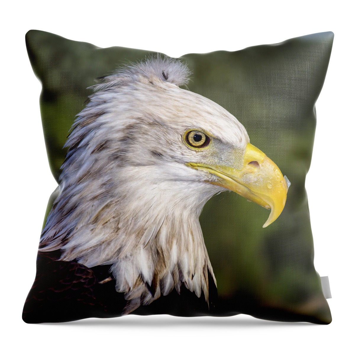 Bald Eagle Throw Pillow featuring the photograph Baldy Needs A Comb by Bill and Linda Tiepelman