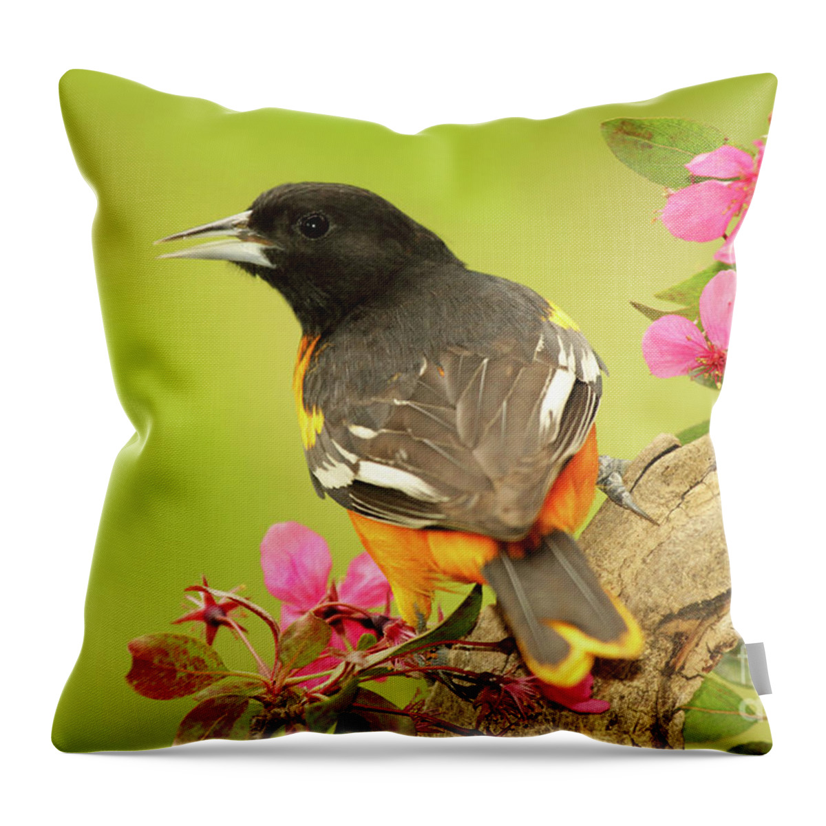 Autumn Throw Pillow featuring the photograph Baltimore Oriole Among Apple Blossoms by Max Allen