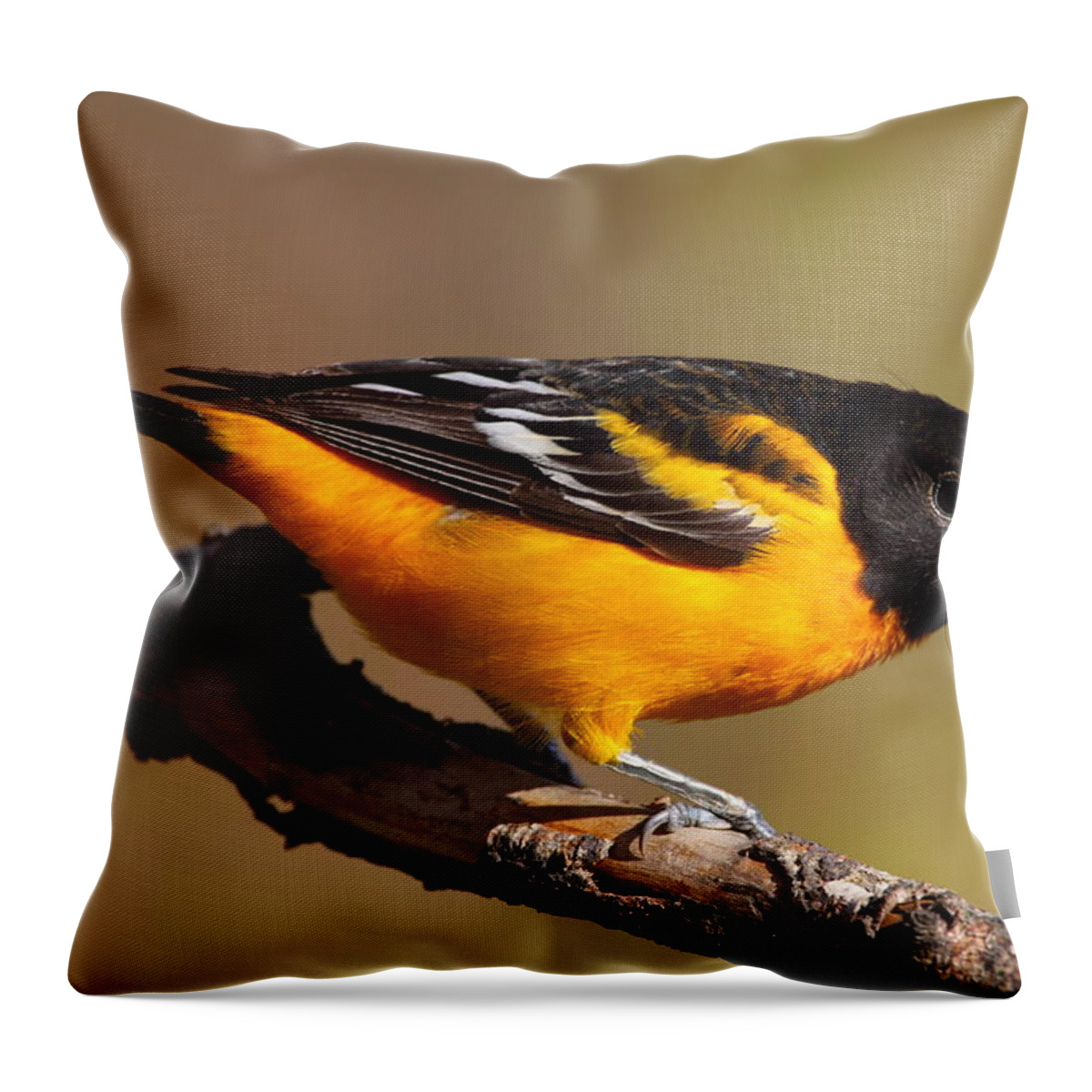 Baltimore Throw Pillow featuring the photograph Baltimore Oriole by Bruce J Robinson