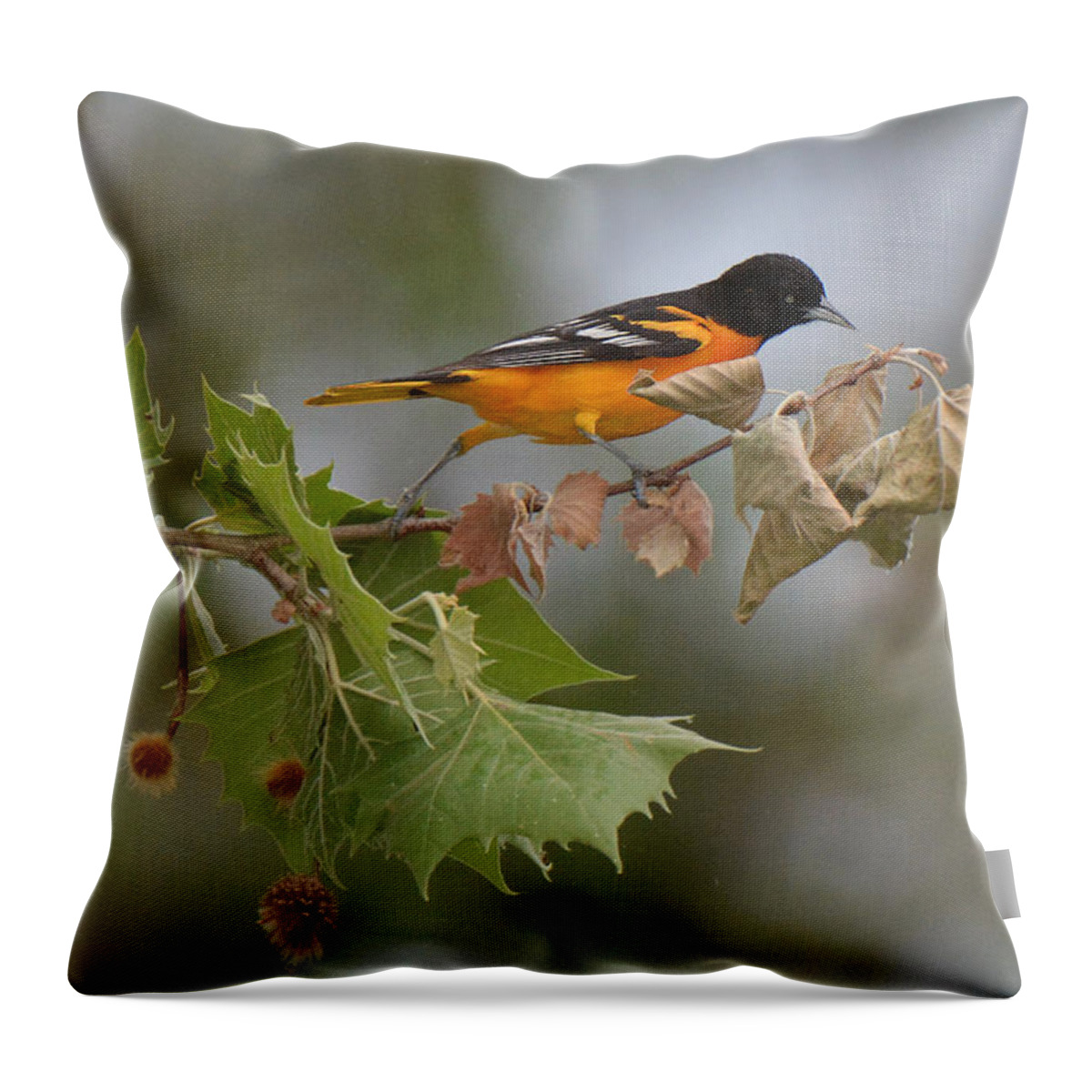 Bird Throw Pillow featuring the photograph Baltimore Oriole Out on a Limb by Alan Lenk
