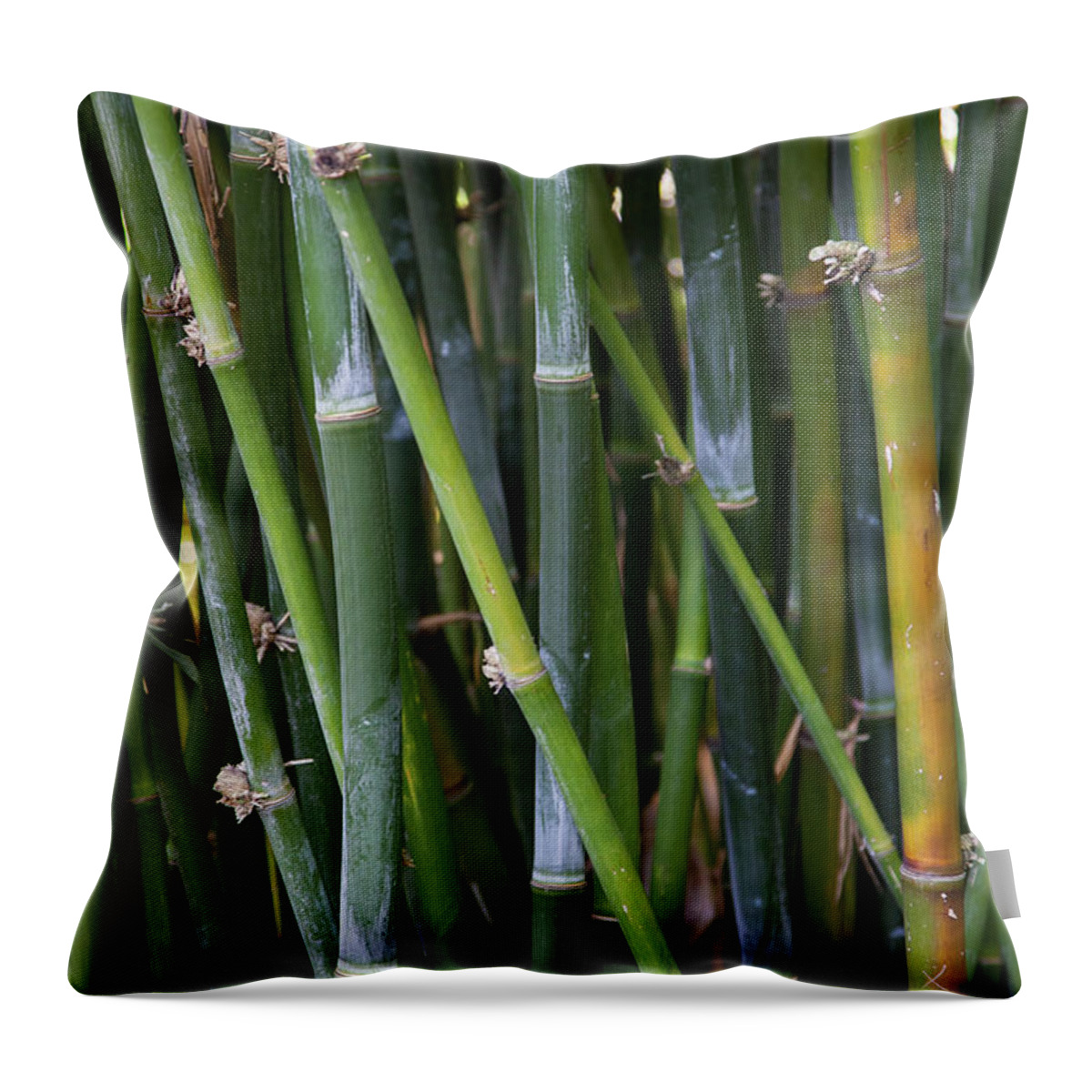 Bamboo Throw Pillow featuring the photograph Bamboo Garden by Timothy Johnson