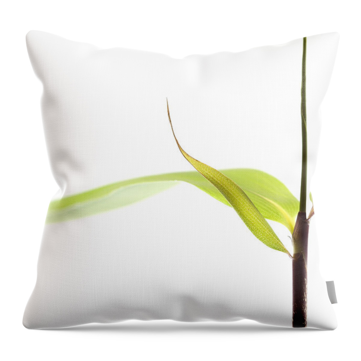 Minimalism Throw Pillow featuring the photograph Bamboo Meditation 1 by Carol Leigh