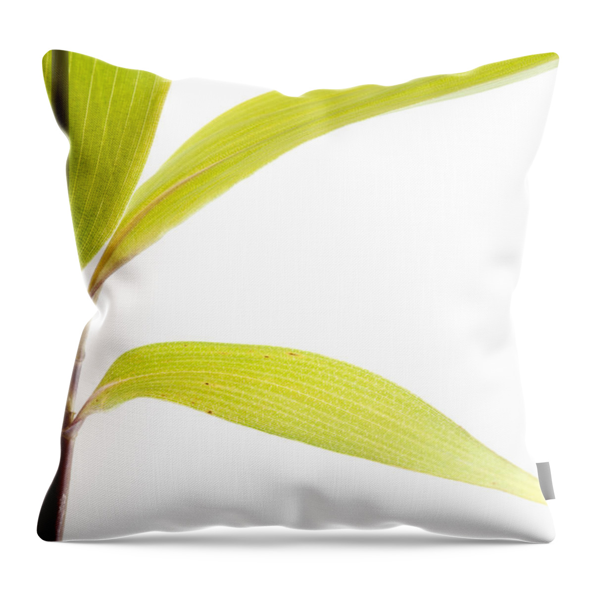 Minimalism Throw Pillow featuring the photograph Bamboo Meditation 2 by Carol Leigh