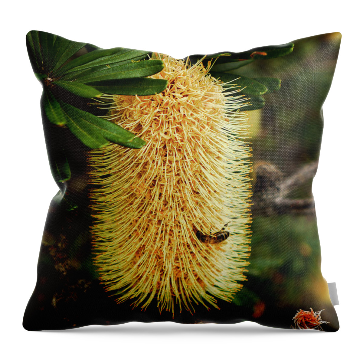 Banksia Flower In Bloom Throw Pillow featuring the photograph Banksia in Bloom 2 by Lexa Harpell