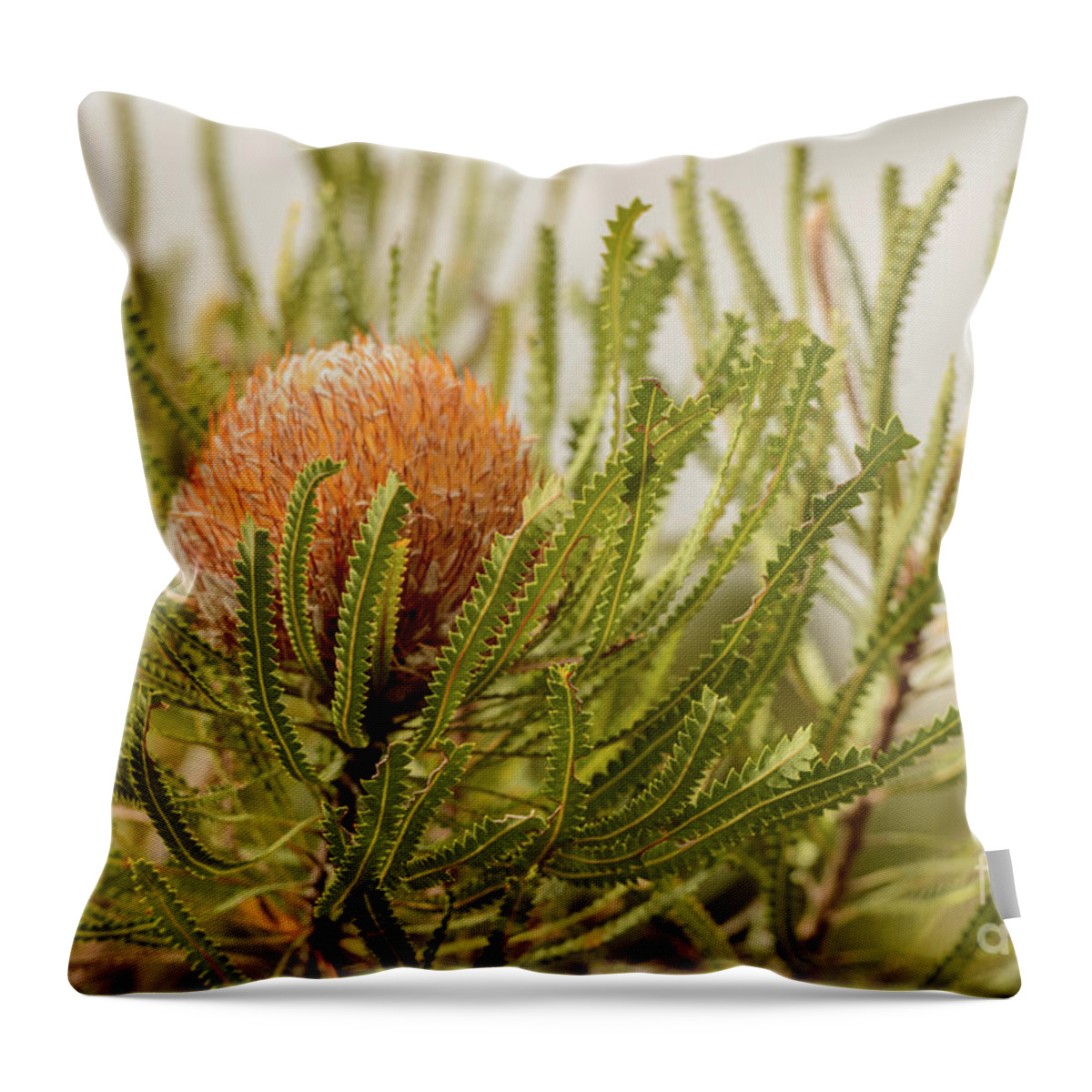 Flora Throw Pillow featuring the photograph Banksia WA02 by Werner Padarin