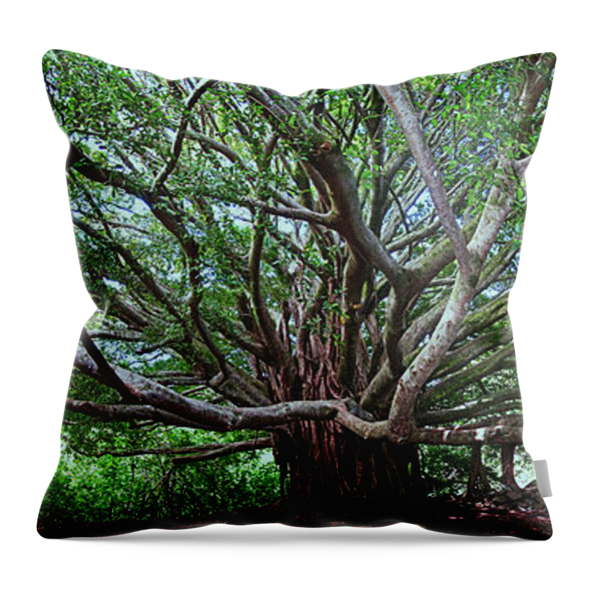 Hana Maui Hawaii Haleakala National Park Banyan Tree Throw Pillow featuring the photograph Banyan Tree by James Roemmling