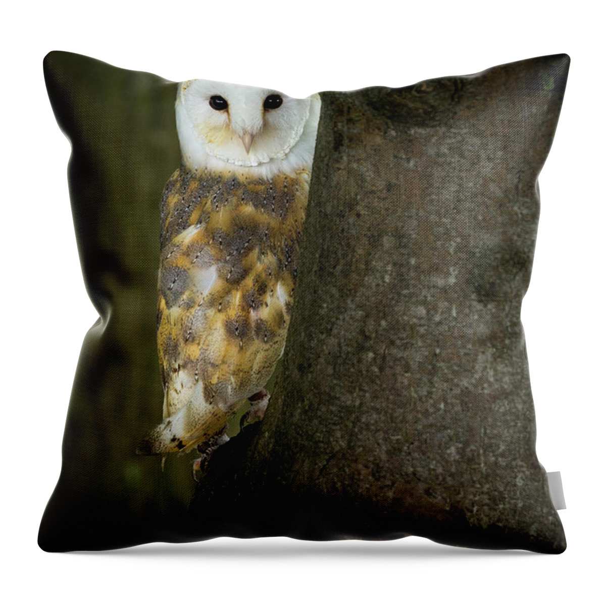 Barn Owl Throw Pillow featuring the photograph Barn Owl 1 by Nigel R Bell