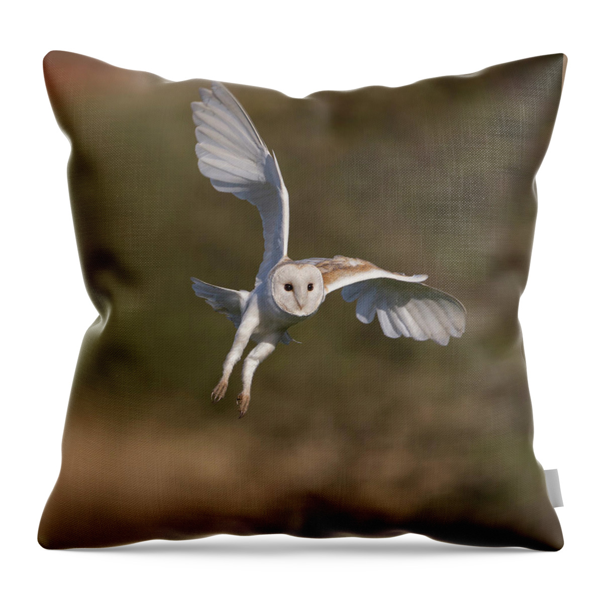 Barn Owl Throw Pillow featuring the photograph Barn Owl Cornering by Pete Walkden