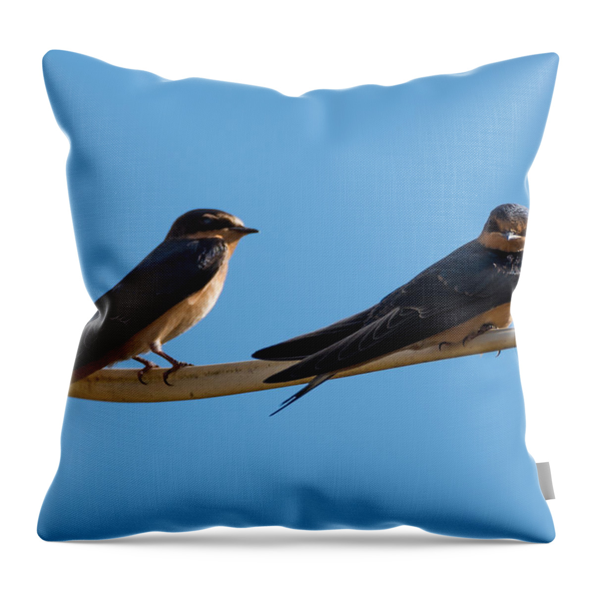 Barn Swallows Throw Pillow featuring the photograph Barn Swallows by Holden The Moment