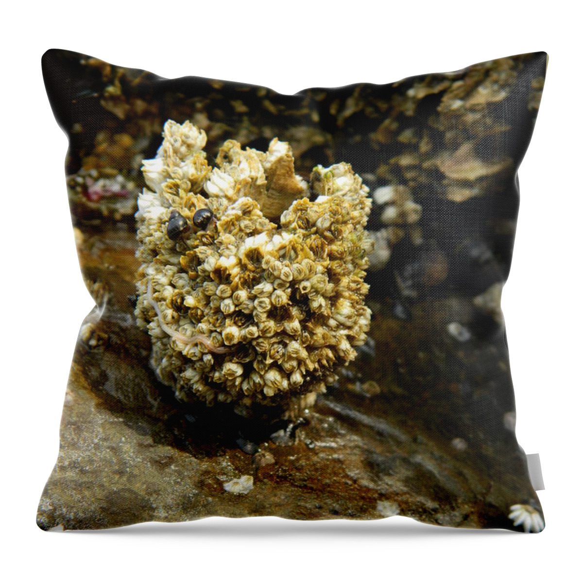 Barnacles Throw Pillow featuring the photograph Barnacle Worm by Gallery Of Hope 