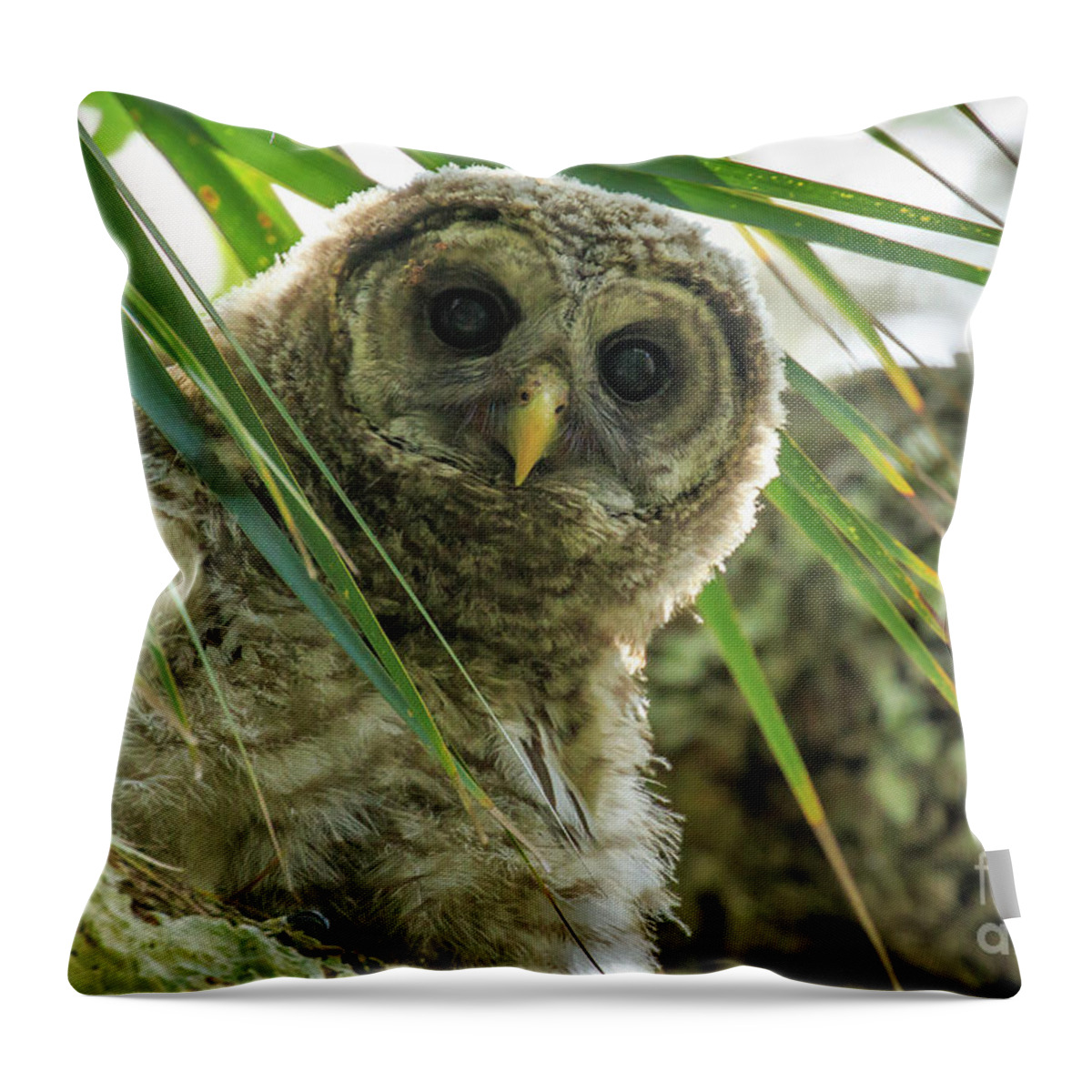 Barred Owl Throw Pillow featuring the photograph Barred Owl by Ben Graham