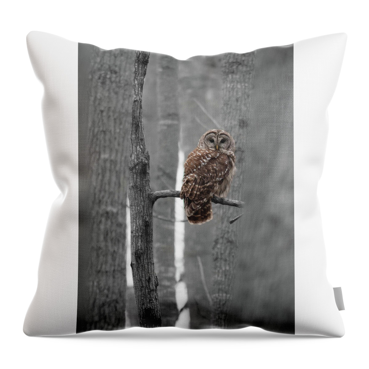 Barred Throw Pillow featuring the photograph Barred Owl in Winter Woods #1 by Paul Rebmann