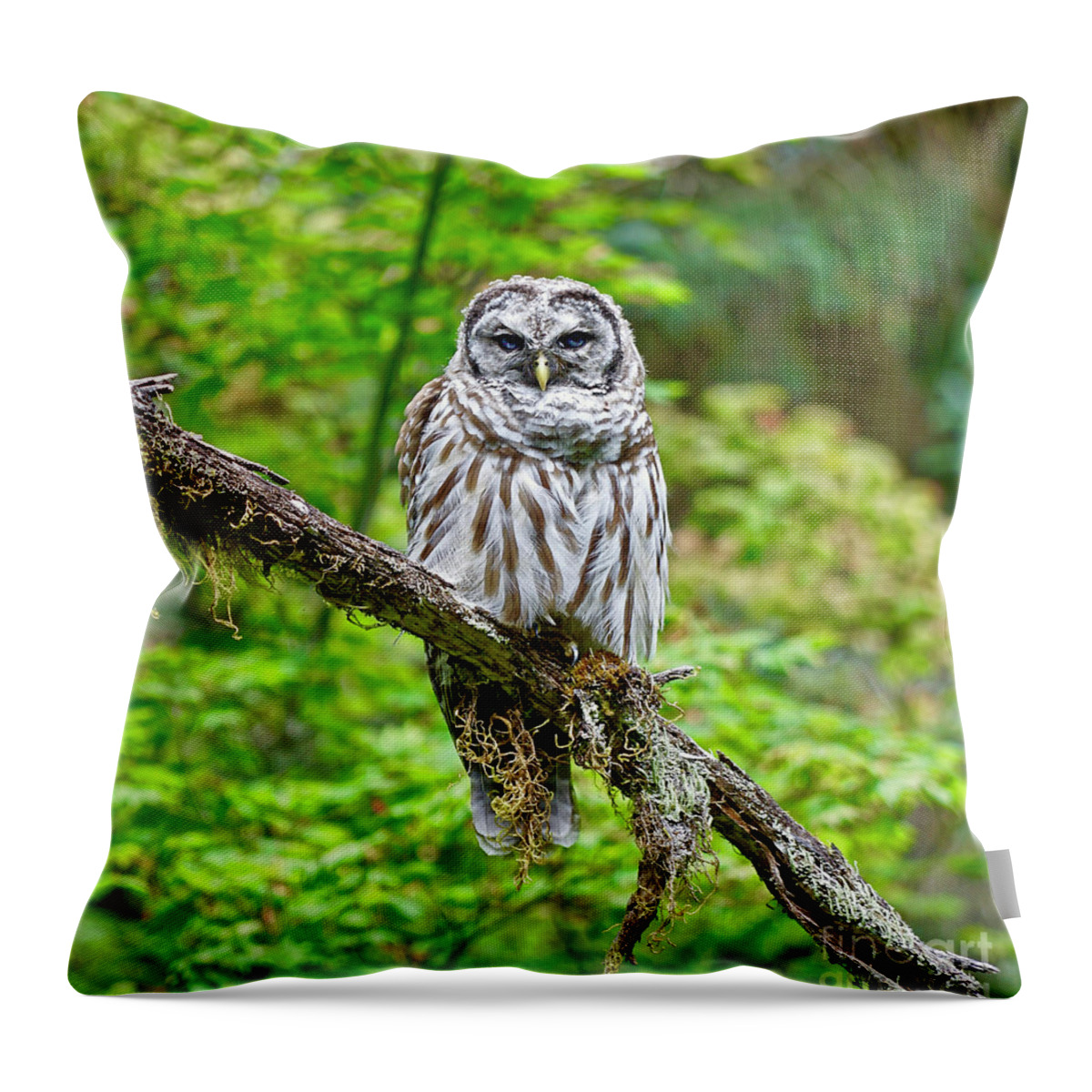 Bird Throw Pillow featuring the photograph Barred Owl by Michael Cinnamond