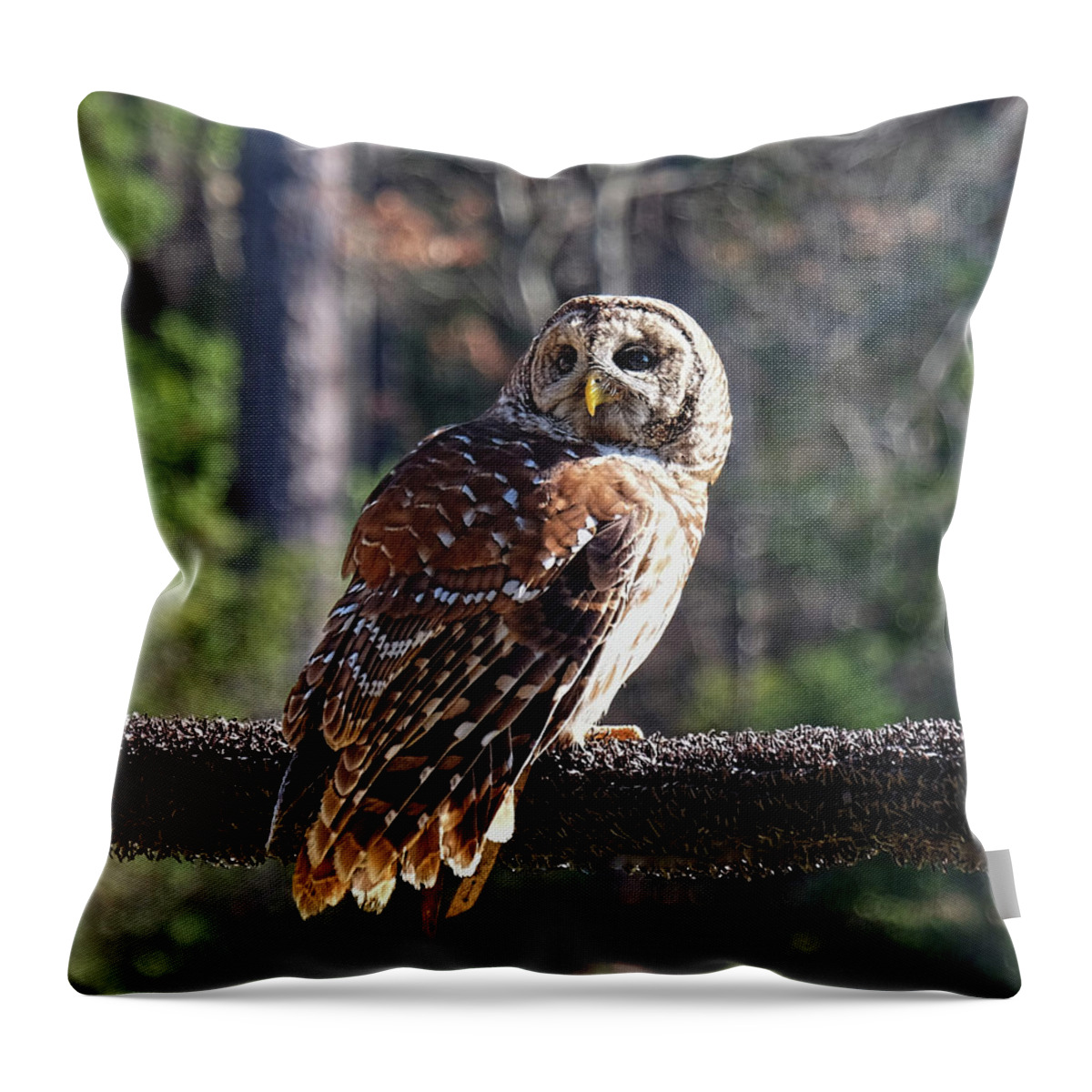 Barred Owl Throw Pillow featuring the photograph Barred Owl perching by Ronda Ryan