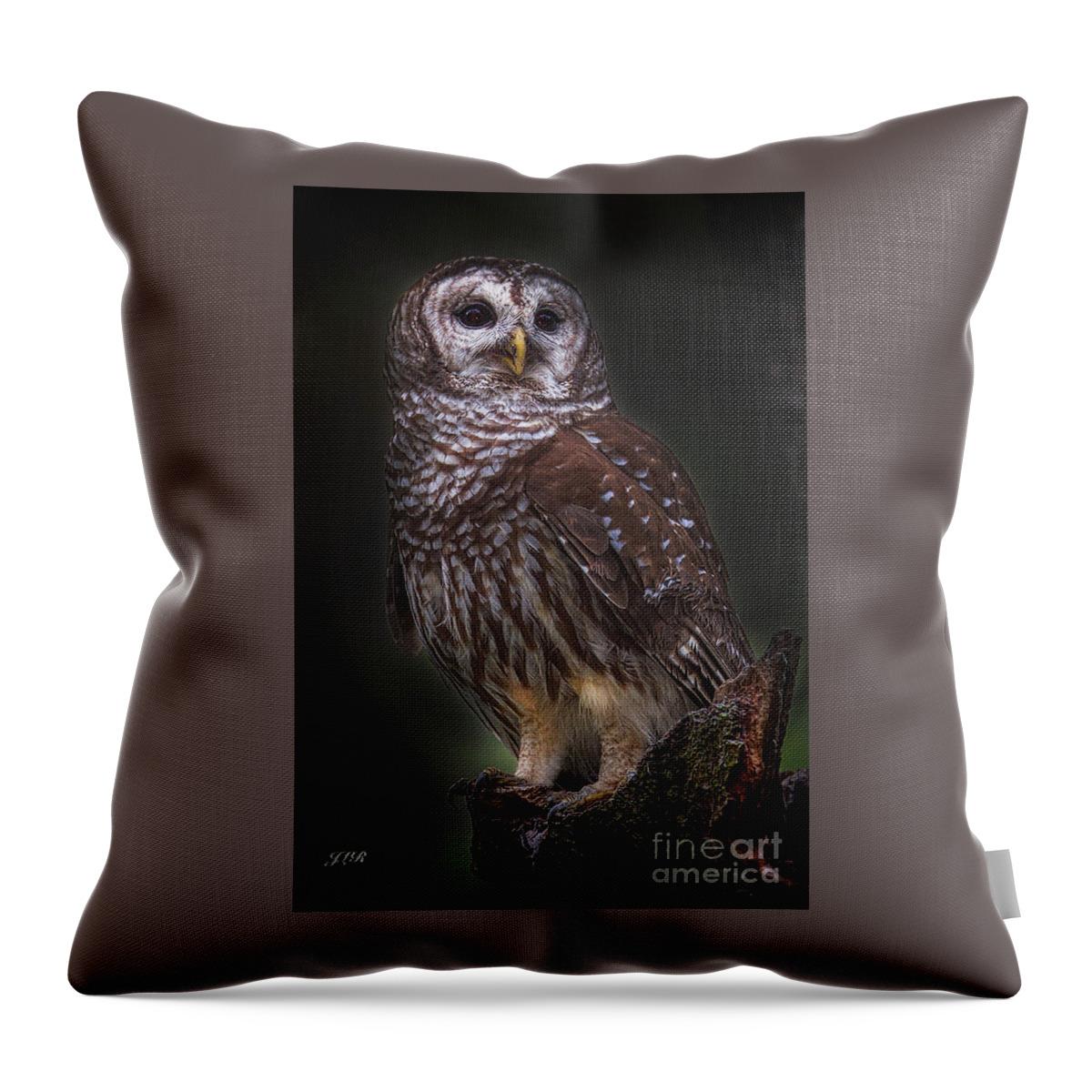 Barred Owls Throw Pillow featuring the photograph Barred owl resting by Judy Rogero