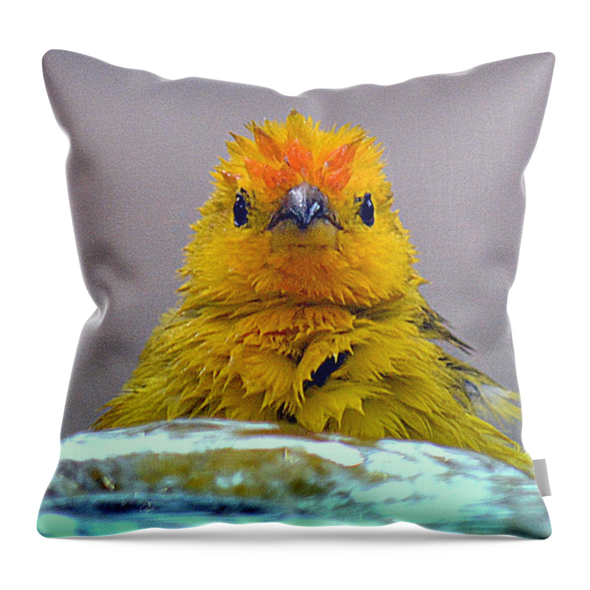 Bird Throw Pillow featuring the photograph Bath Time Finch by Lori Seaman