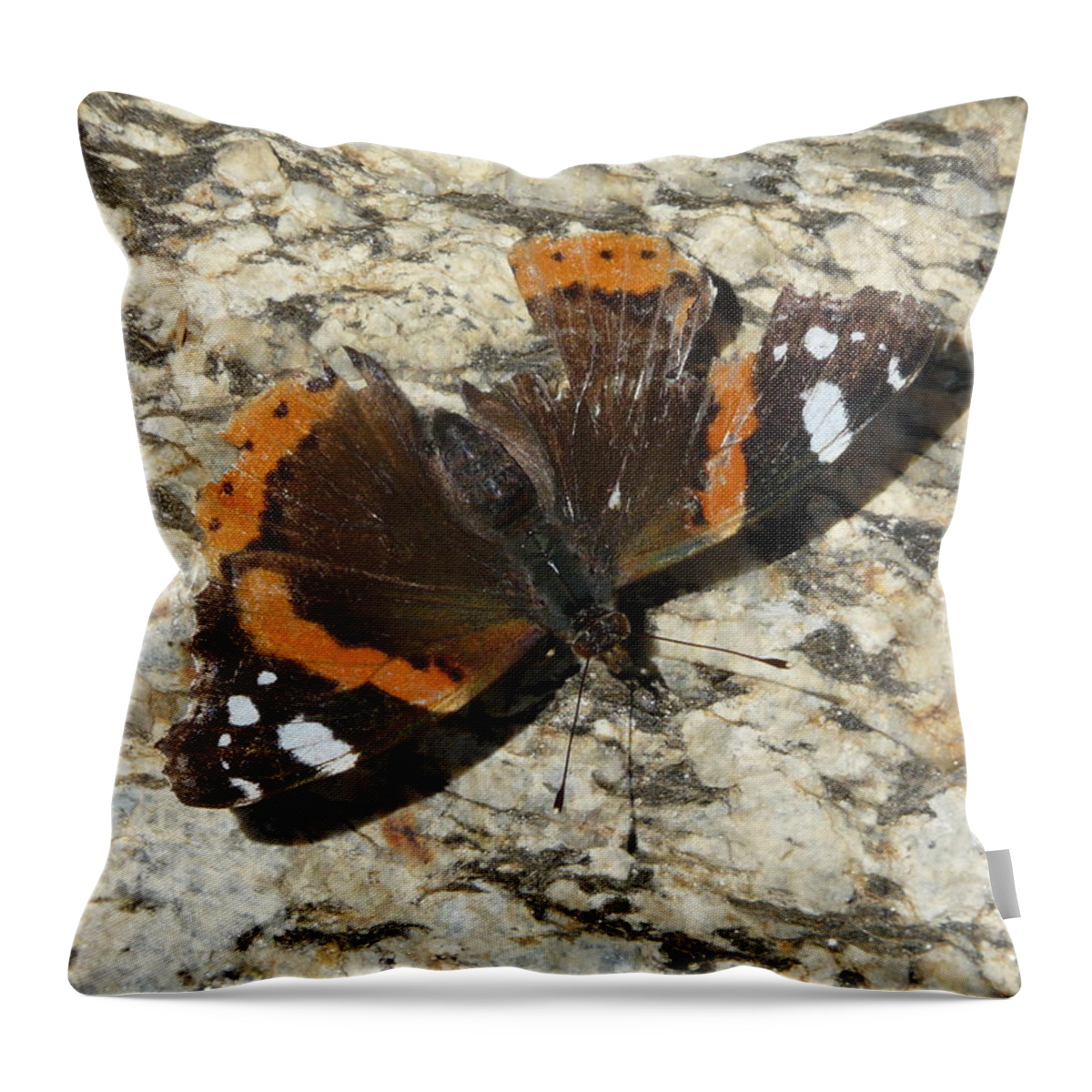Butterfly Throw Pillow featuring the photograph Battered Butterfly by Valerie Ornstein