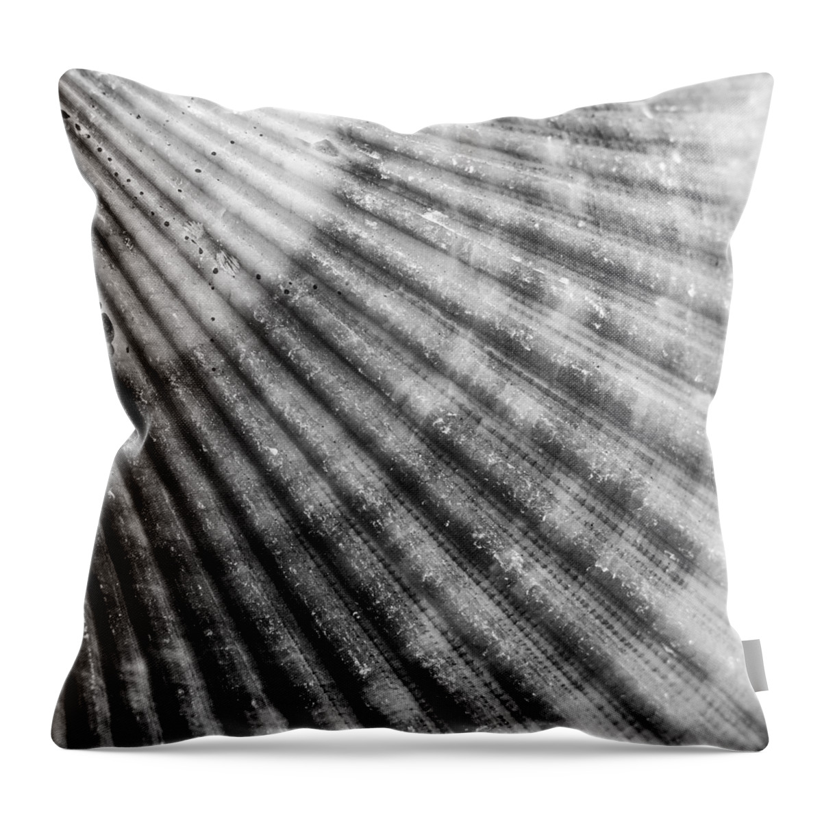 Shells Throw Pillow featuring the photograph Bay Scallop Macro by Hermes Fine Art