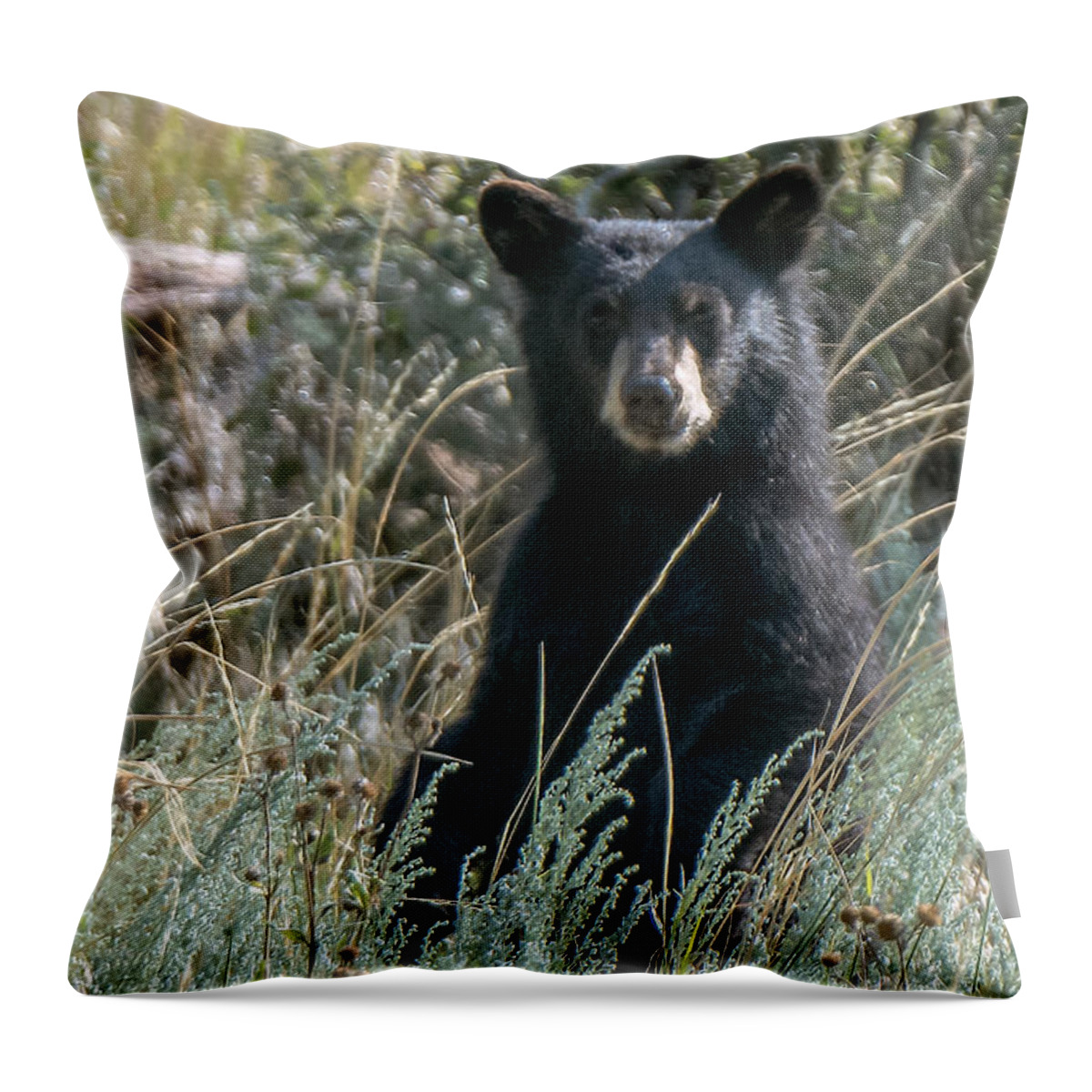 Black Bear Throw Pillow featuring the photograph Bear Cub At Waterton Canyon by Stephen Johnson