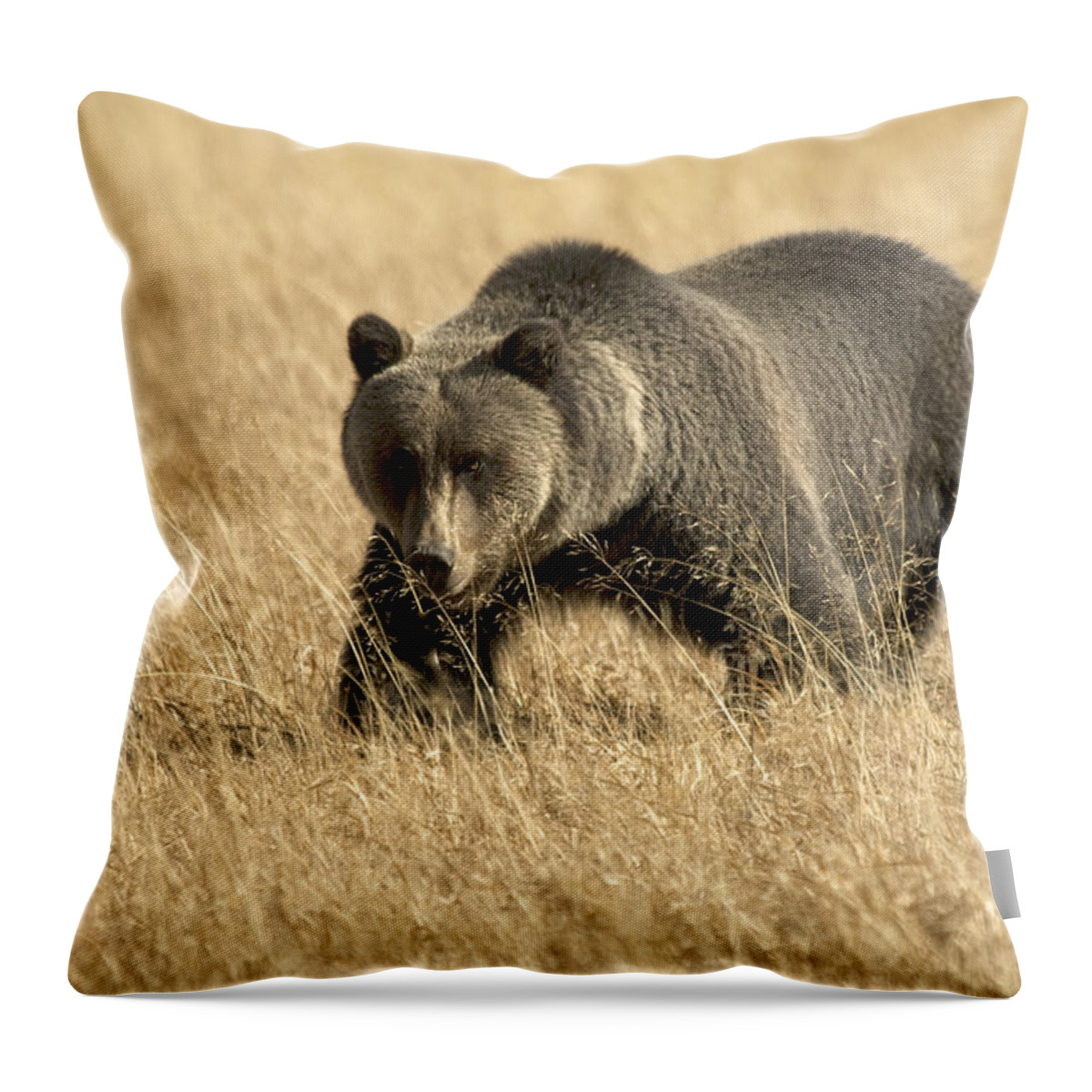 Bear Throw Pillow featuring the photograph Bear On The Prowl by Gary Beeler