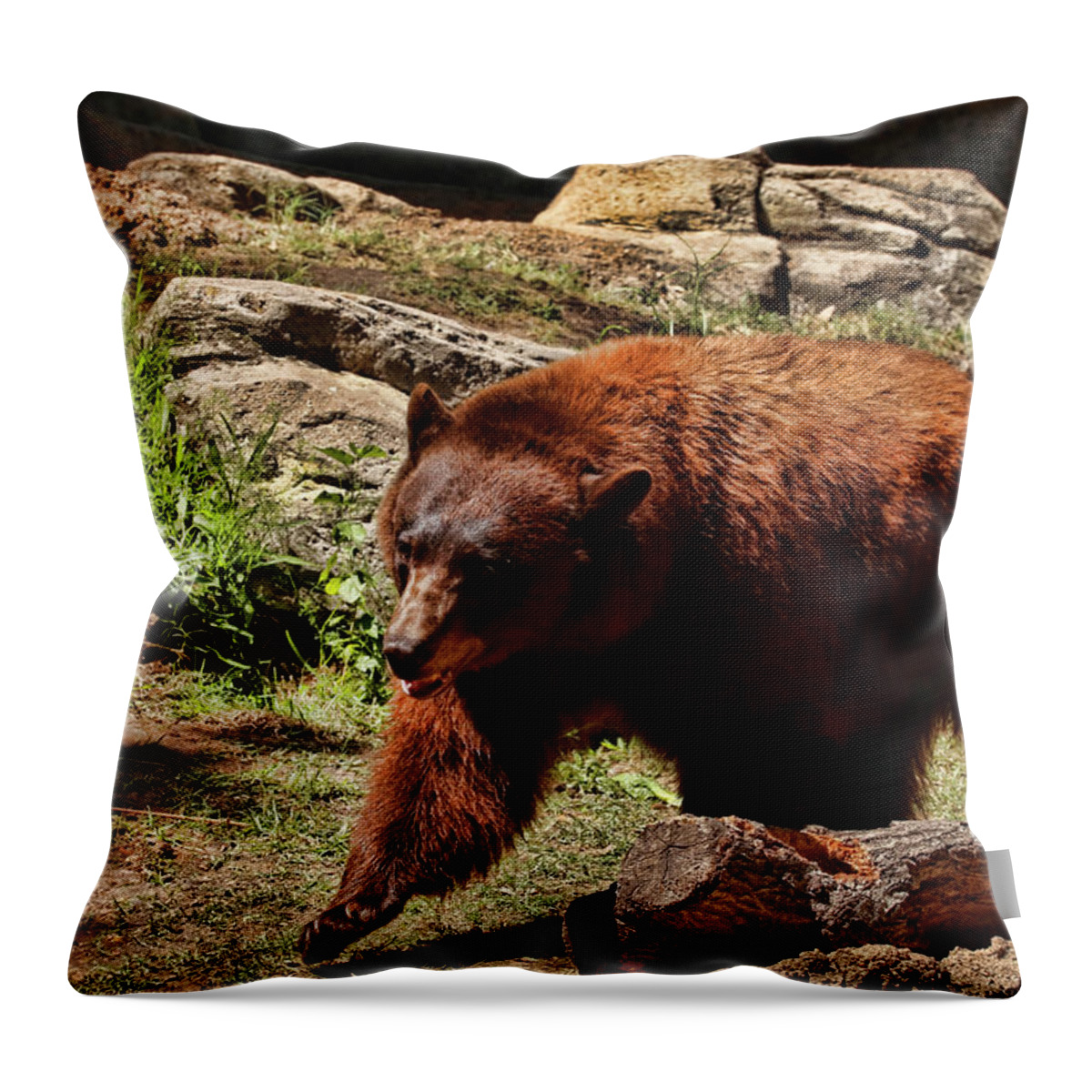 Bear Throw Pillow featuring the photograph Bear Pacing by Judy Vincent