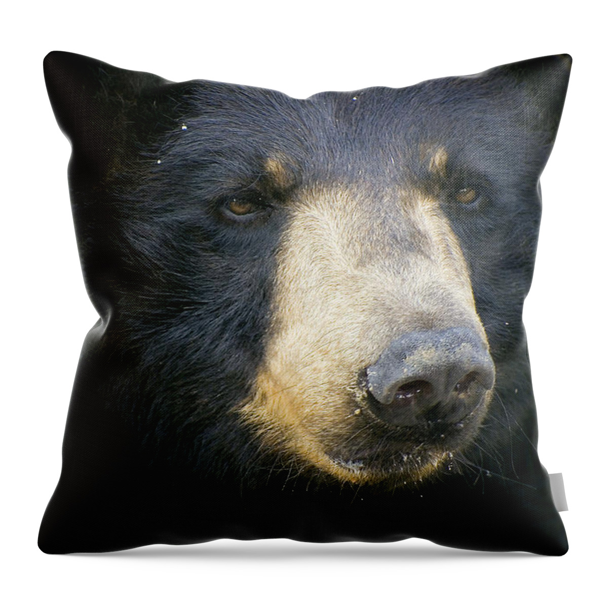 Andean Bear Throw Pillow featuring the photograph Bear with me by Cheri McEachin