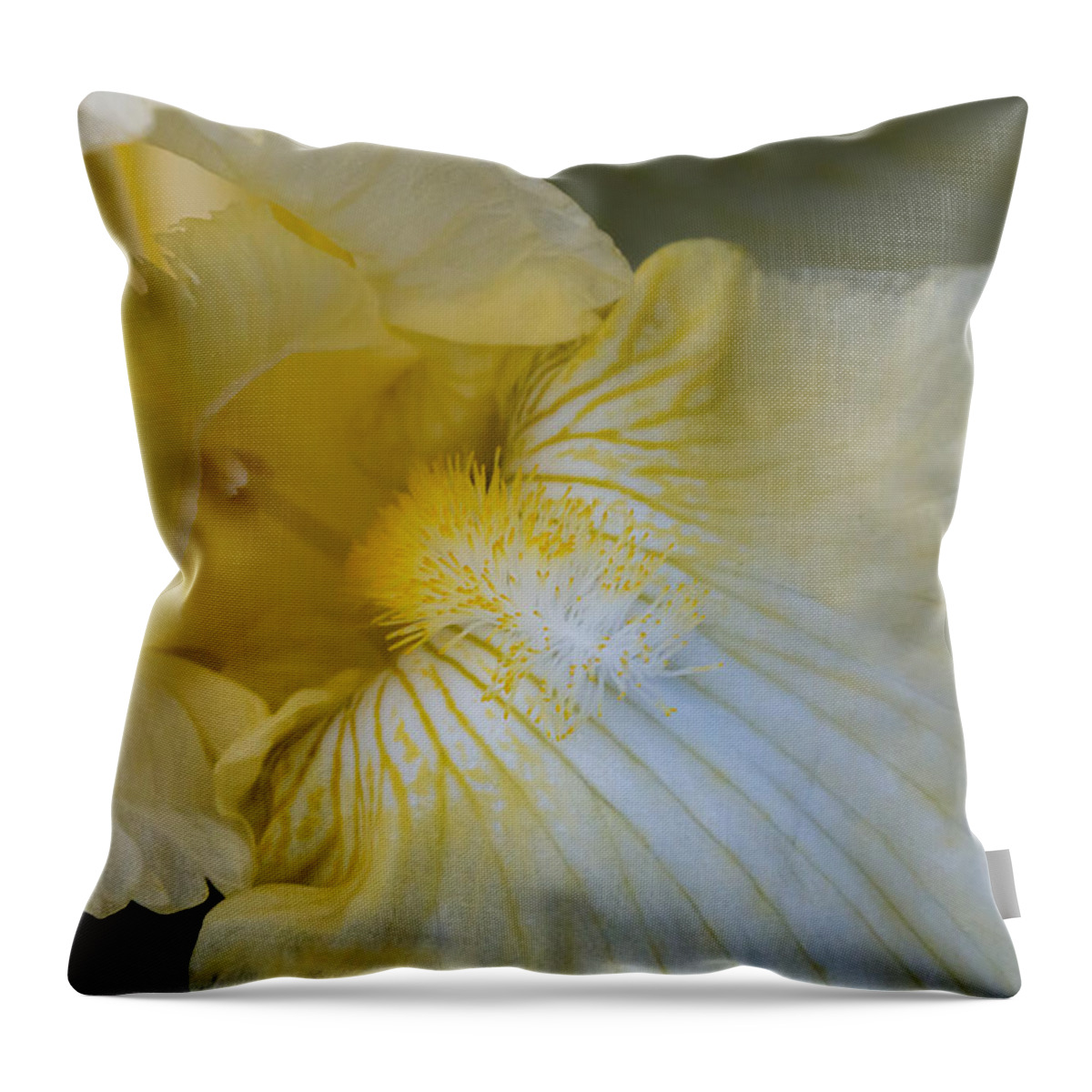 White Iris Throw Pillow featuring the photograph Bearded Iris by Cathy Donohoue