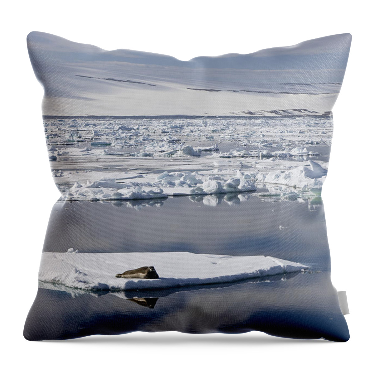 Mp Throw Pillow featuring the photograph Bearded Seal Erignathus Barbatus On Ice by Konrad Wothe