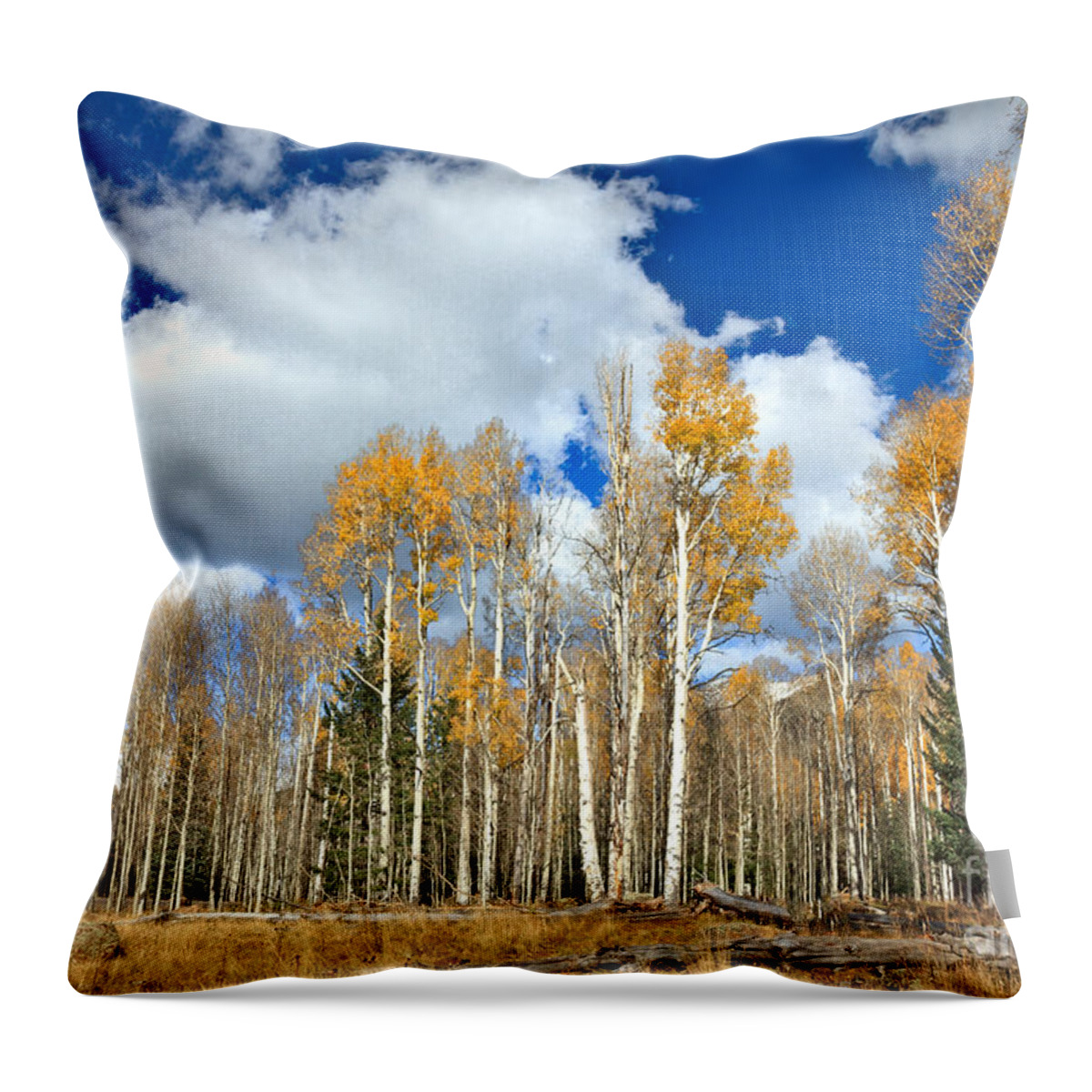 Autumn Throw Pillow featuring the photograph Beautiful Aspen Grove by Robert Bales