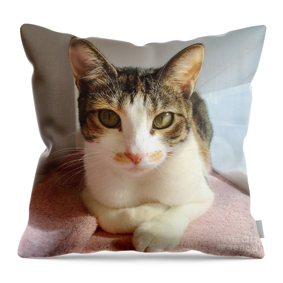 Domestic Cat Throw Pillow featuring the photograph Cat Portrait by Diane Macdonald