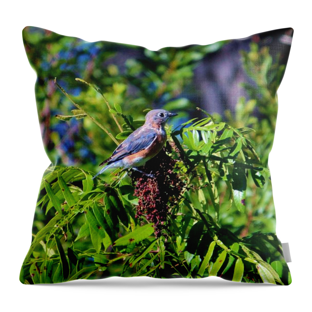 Bluebird Throw Pillow featuring the photograph Beautiful Bluebird by Cynthia Guinn