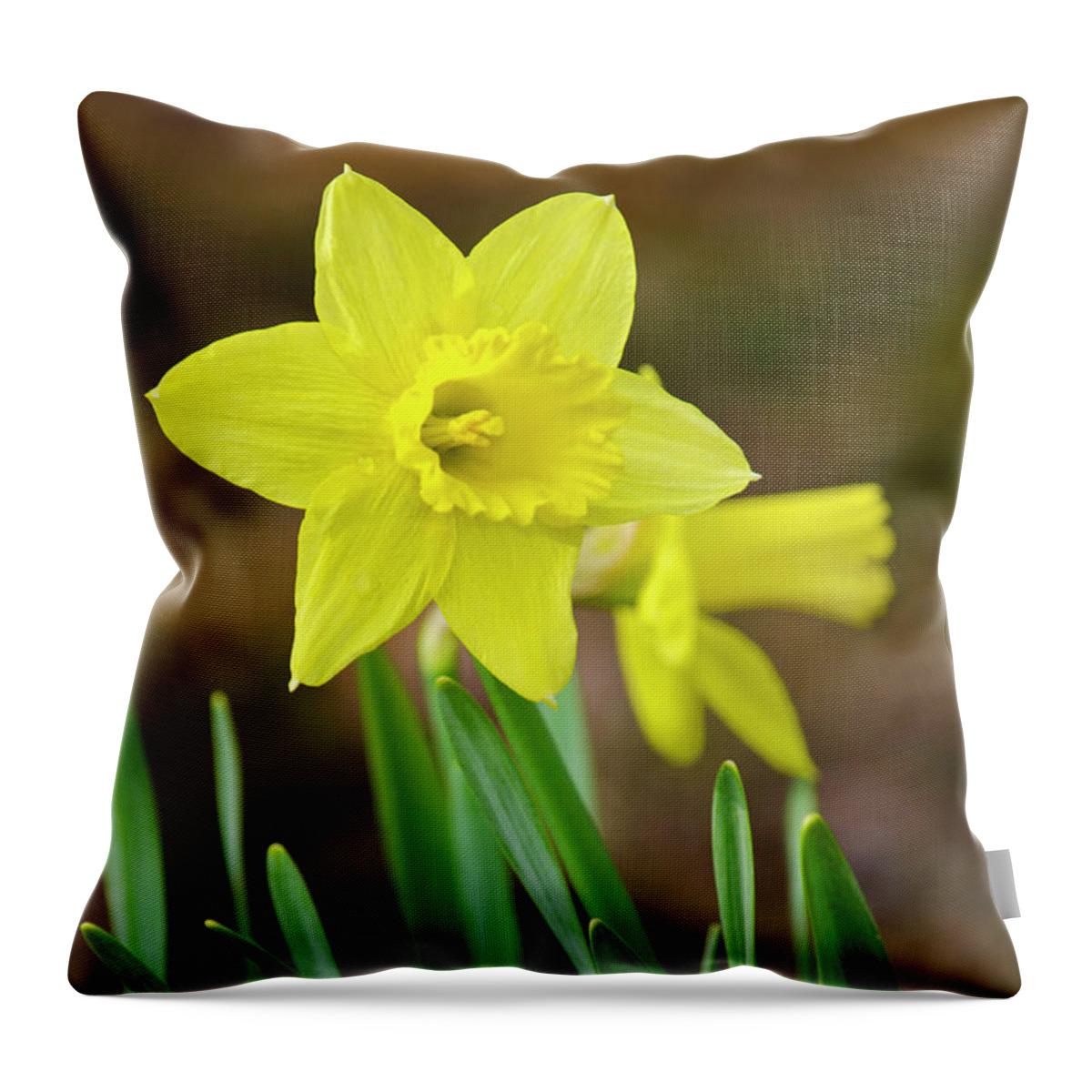 Daffodil Throw Pillow featuring the photograph Beautiful Daffodil Flower by Christina Rollo