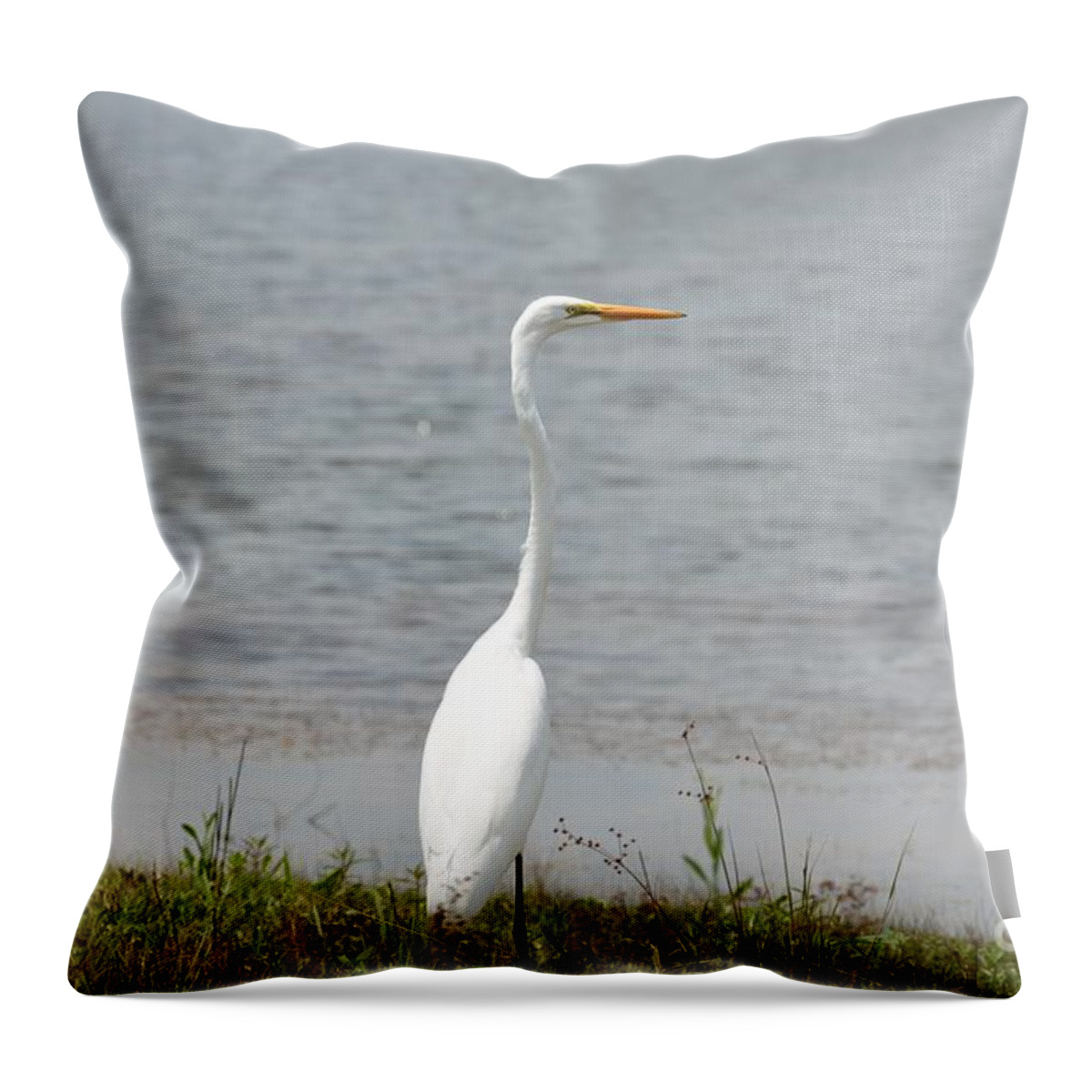 Beautiful Male Egret Throw Pillow featuring the photograph Beautiful Male Egret by Maria Urso