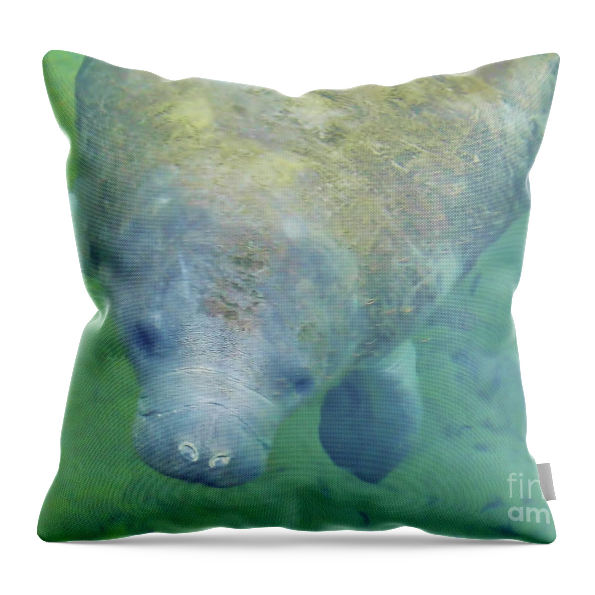 Manatee Throw Pillow featuring the photograph Beautiful Manatee by D Hackett