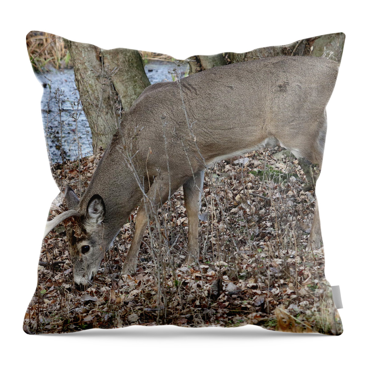 White-tailed Deer Throw Pillow featuring the photograph Beautiful Stag by Doris Potter