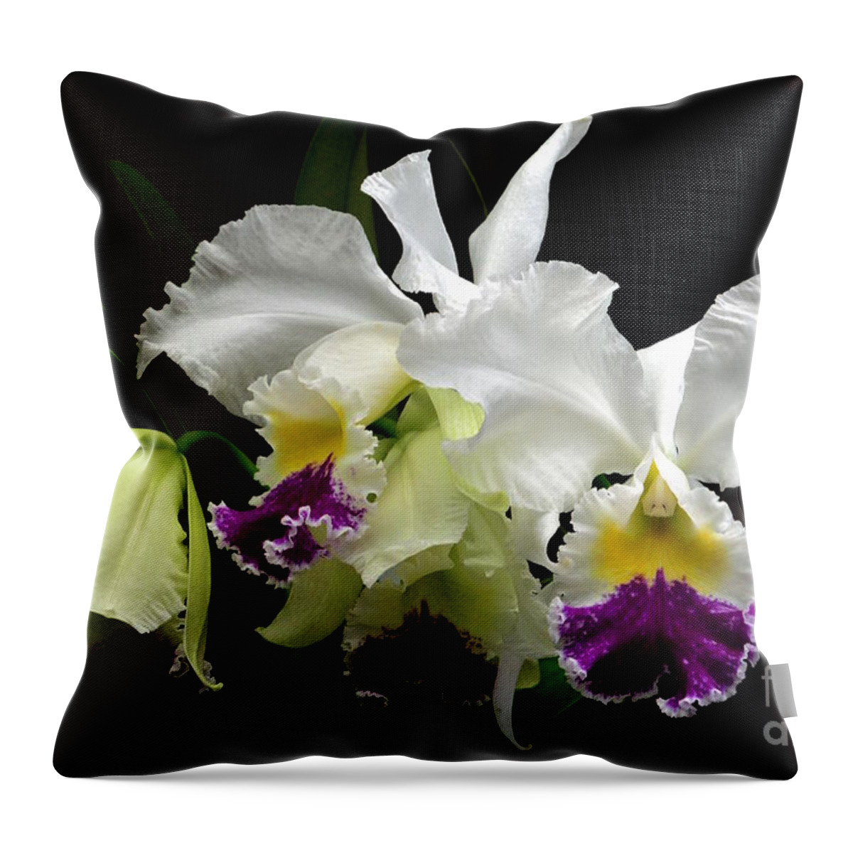 Anniversaries Throw Pillow featuring the photograph Beautiful White Orchids by Jeannie Rhode