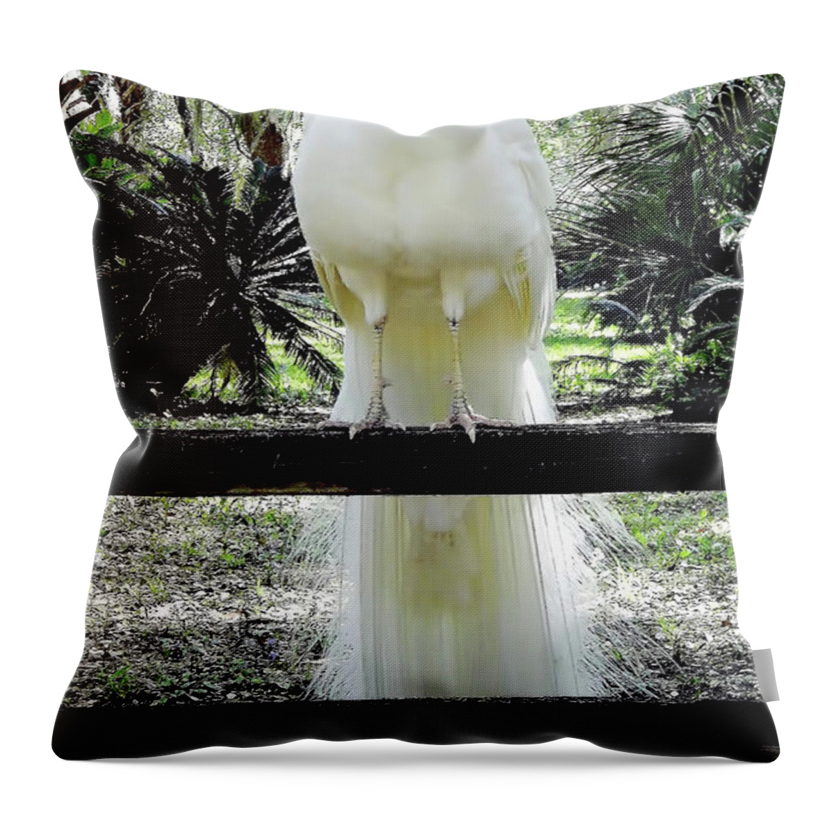 Peacock Throw Pillow featuring the photograph Beautiful - White - Peacock by D Hackett