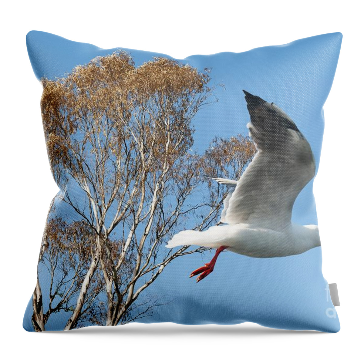Seagull Throw Pillow featuring the photograph Beautiful Australian Seagull. Exclusive Photo Art. by Geoff Childs
