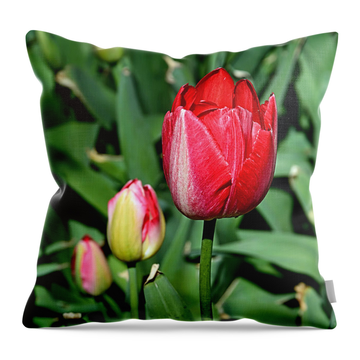 Photography Throw Pillow featuring the photograph Beauty in Red by Kaye Menner