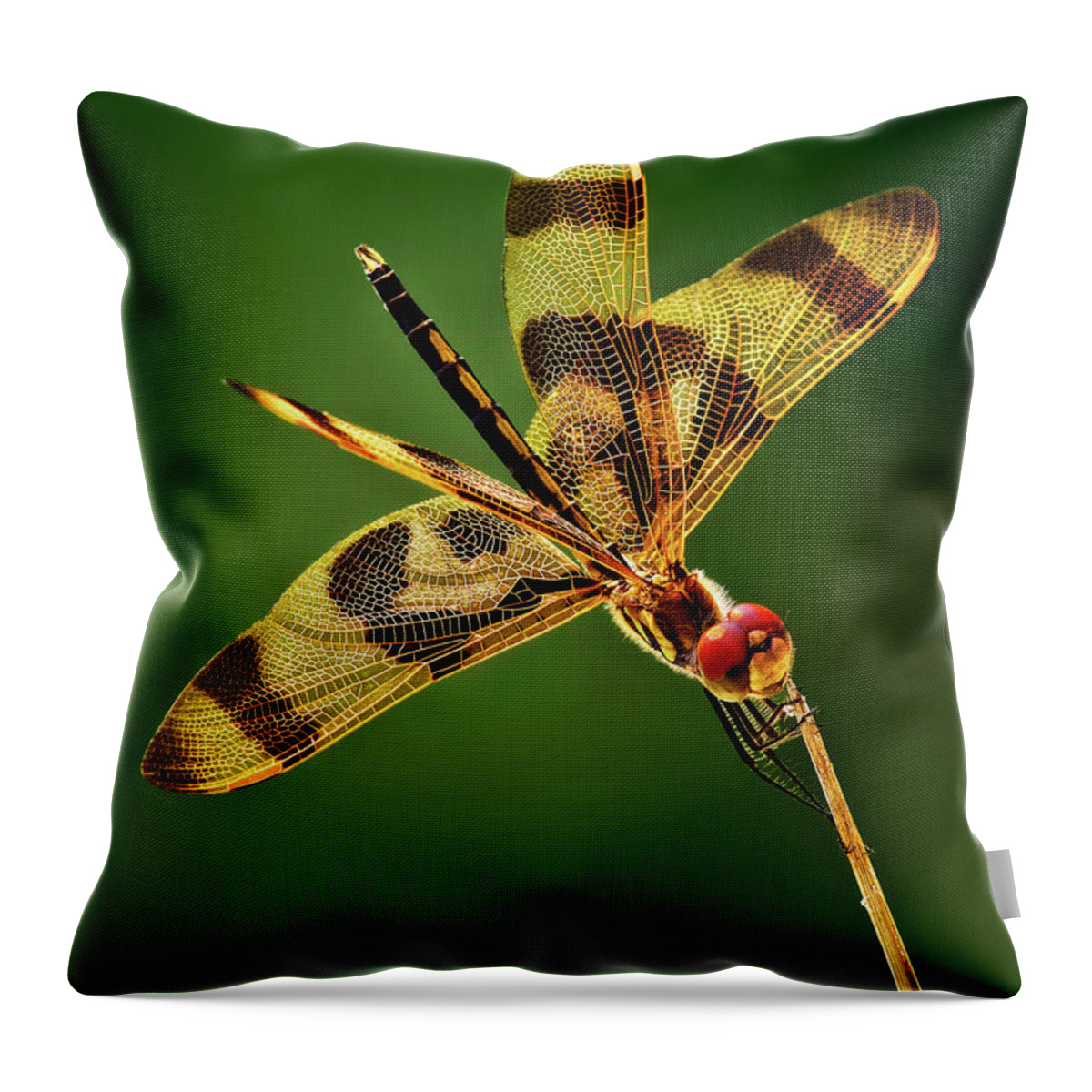 Dragonfly Throw Pillow featuring the photograph Beauty Marks by Mountain Dreams