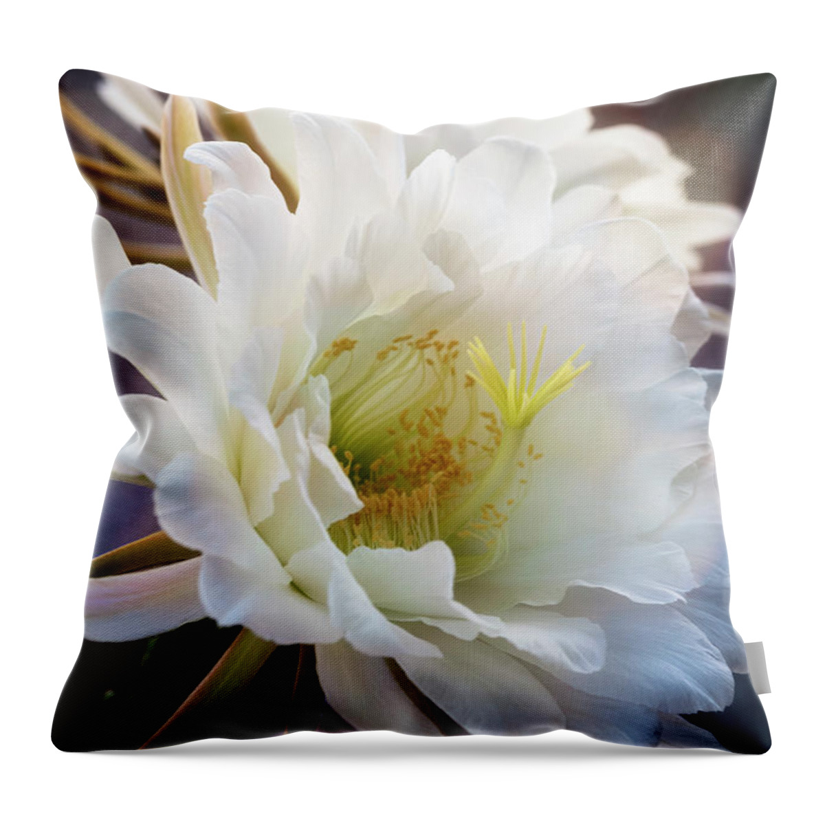 Torch Cactus Throw Pillow featuring the photograph Beauty of the Night Blooms by Saija Lehtonen