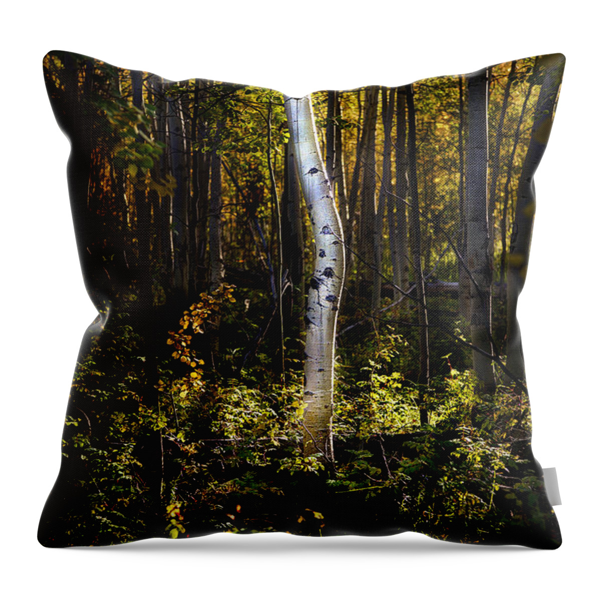 Beartooth Throw Pillow featuring the photograph Beaver Aspen Grove by Craig J Satterlee