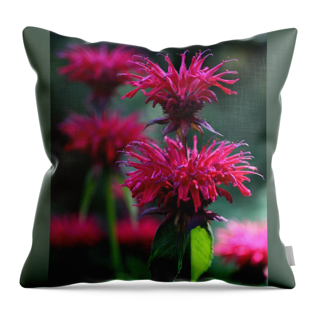 Flower Throw Pillow featuring the photograph Bee Balm Monarda by Tammy Pool