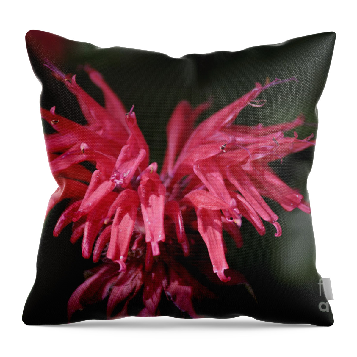 Bee Balm Throw Pillow featuring the photograph Bee Balm by Randy Bodkins