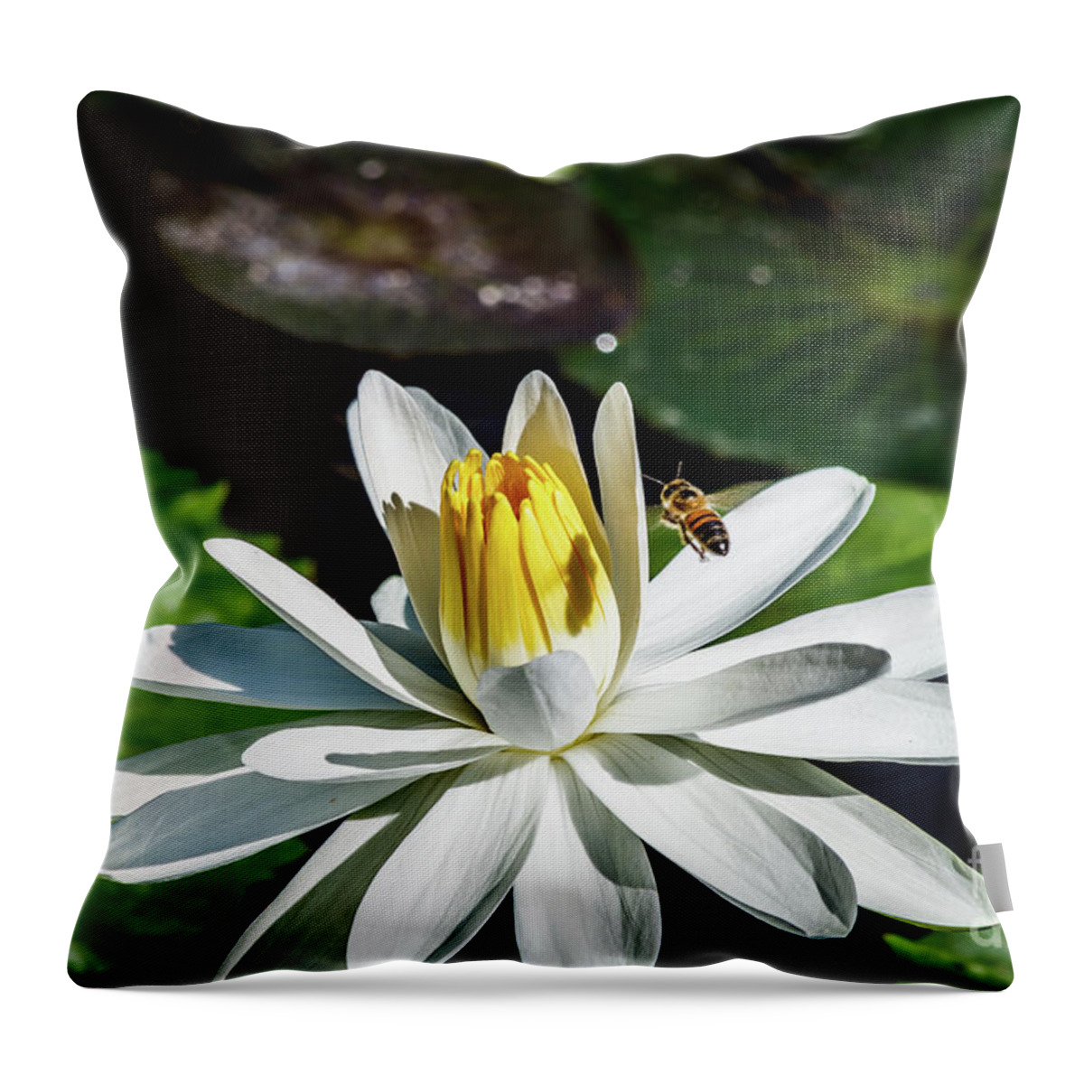 Lily Throw Pillow featuring the photograph Bee in a flower by Les Greenwood