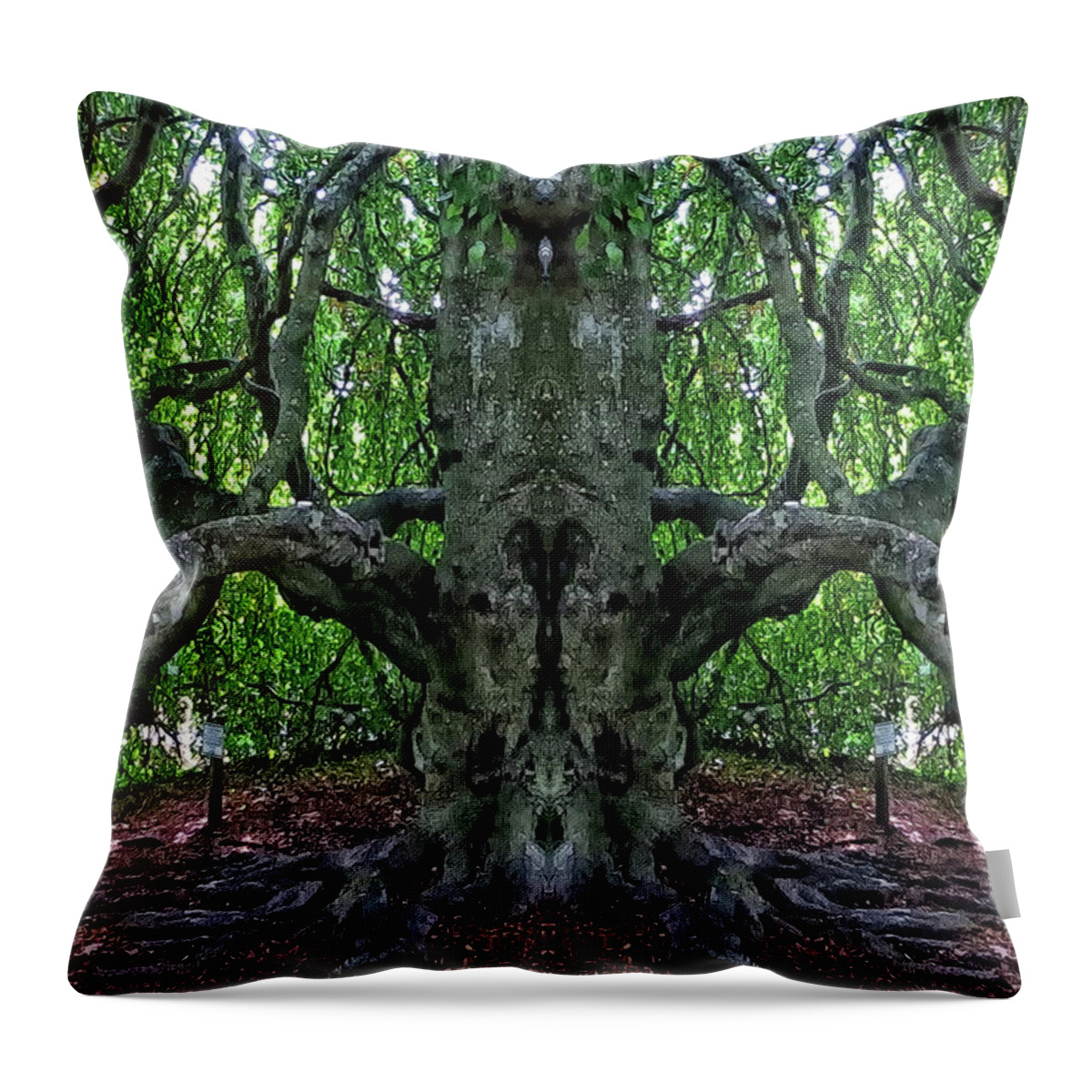 Mirror Image Pareidolia Throw Pillow featuring the photograph Beech Tree Image Pareidolia by Constantine Gregory